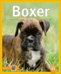 V�ce informac� o v�robku Boxer - Jak na to